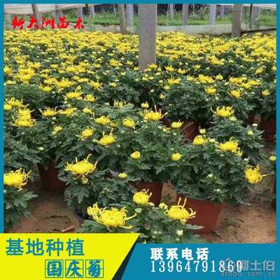 【新大洲基地种植国庆菊花大厅花卉国庆菊室内观赏植物秋菊】临朐新大洲苗木专业合作社 - 产品库