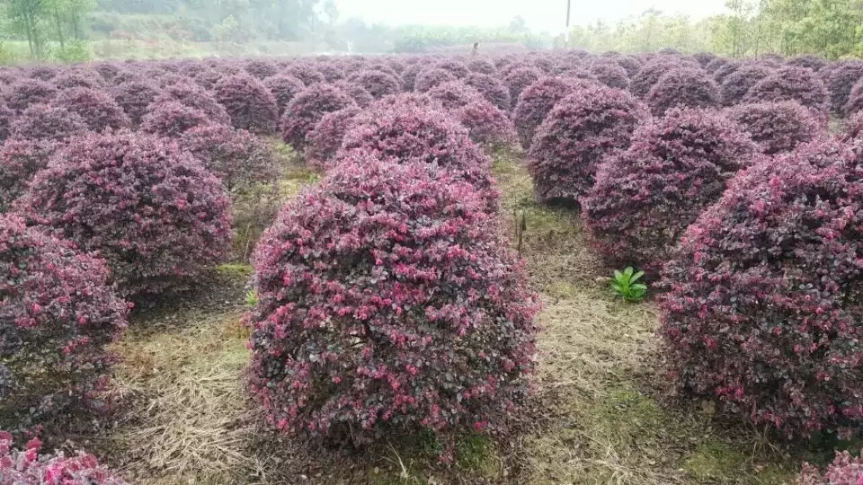 红花继木球_最新红花檵木球_价格_产地报价表_图片-湖南.