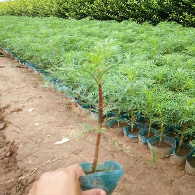 【树庆波斯菊 山东波斯菊 波斯菊种植基地】 - 青州市树庆花卉苗木专业合作社