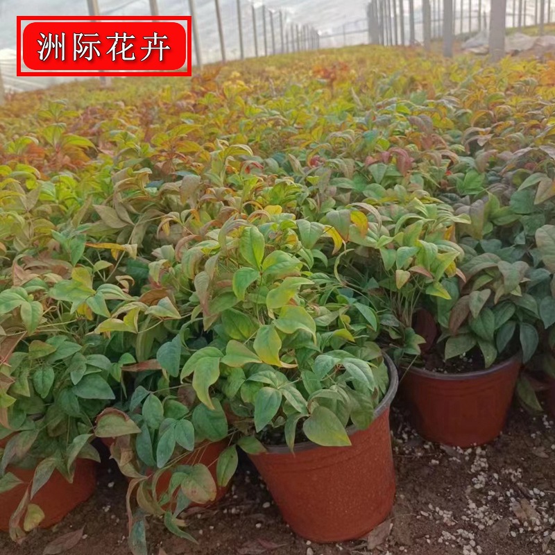 南天竹 火焰南天竹盆栽苗木 市政园林工程绿化带 常绿灌木 大量