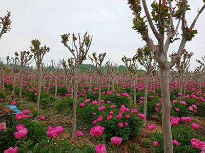 吴城镇罗畈村苗木花卉基地