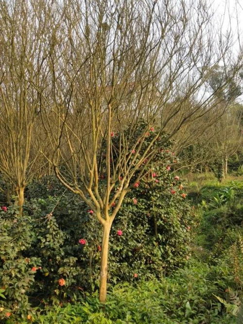 恭喜宜宾市翠屏区怡景花卉苗木种植场入驻苗木通 彭超 质优价廉