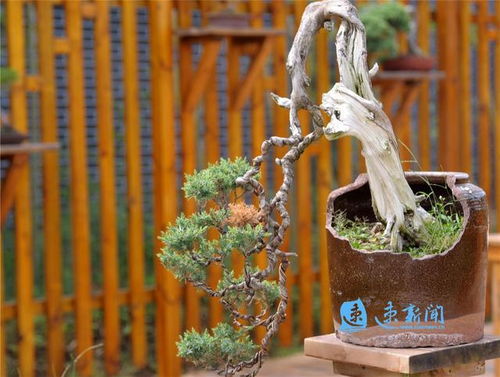 图说丨小盆景带动大产业