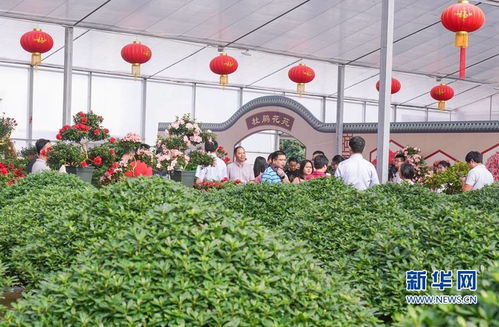 组图 福建漳平 花木产业助农增收