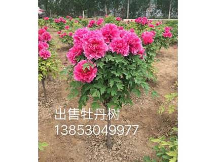 山东牡丹种植基地