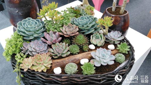 江苏沭阳花木节开幕 展出多种精品盆景花卉
