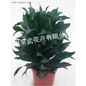 花卉盆景销售 绿植盆栽租赁 苗木种植 厂区绿化养护–