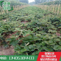 【芳村草莓苗价格法兰地草莓苗哪家质量好】-